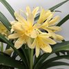 Кливия (Clivia)